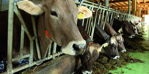 Dairy farm seeks JV partner