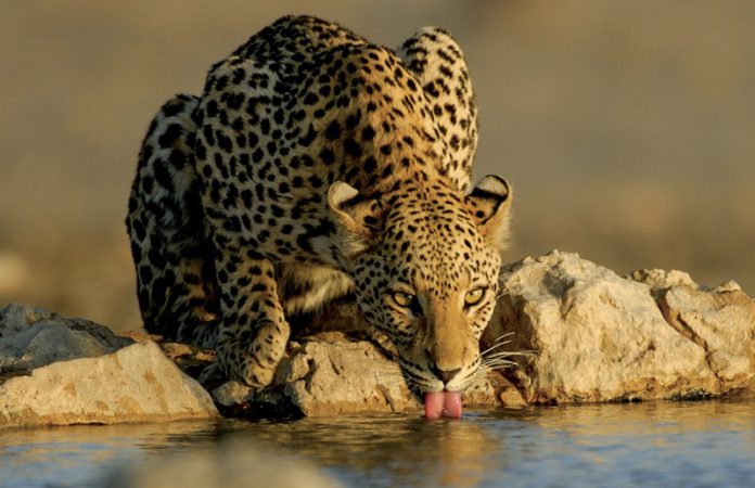 NCDEDAT-leopard_drinking-800x517