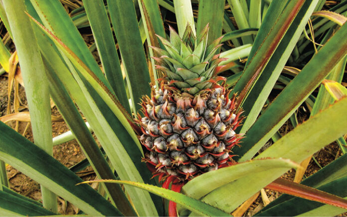 sarah-baartman-dm-ec-pineapple-
