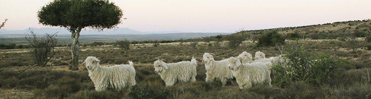 sarah-baartman-angora-goats