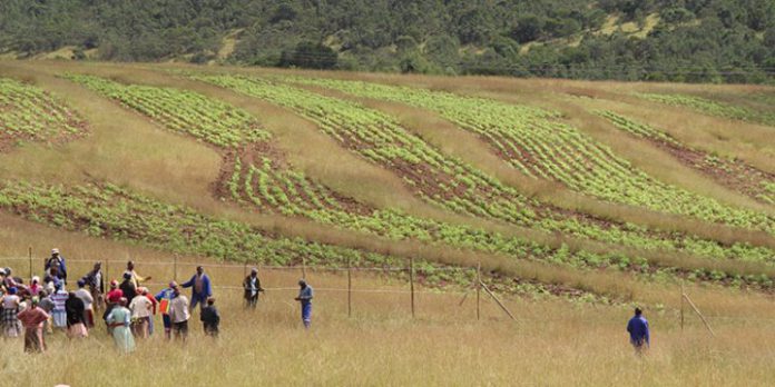Masisizane Fund, Limpopo