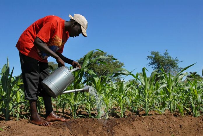 Mpumalanga Agriculture and Agri-processing sector overview