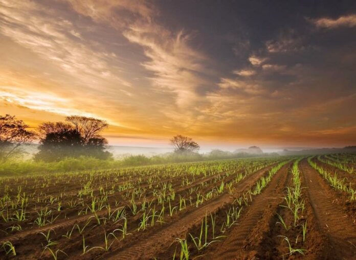 Mpumalanga - Agriculture