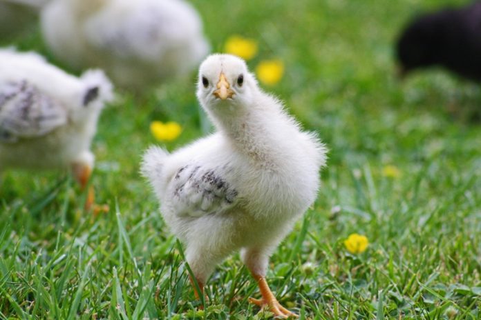 Poultry - Chicken - Chic - Free Range