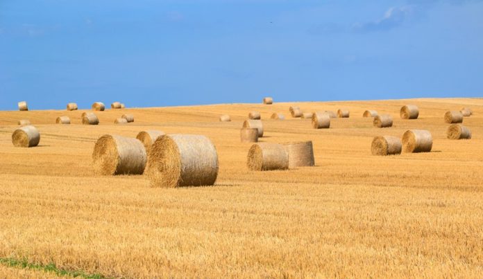 Crop Farming