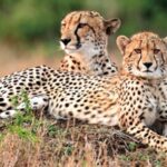 Free State Tourism – Cheetas