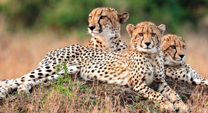 Free State Tourism - Cheetas