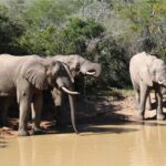 Elephants – Addo Elephant National Park