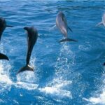 Dolphins jumping just off the Port Elizabeth Coast