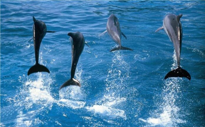 Dolphins jumping just off the Port Elizabeth Coast