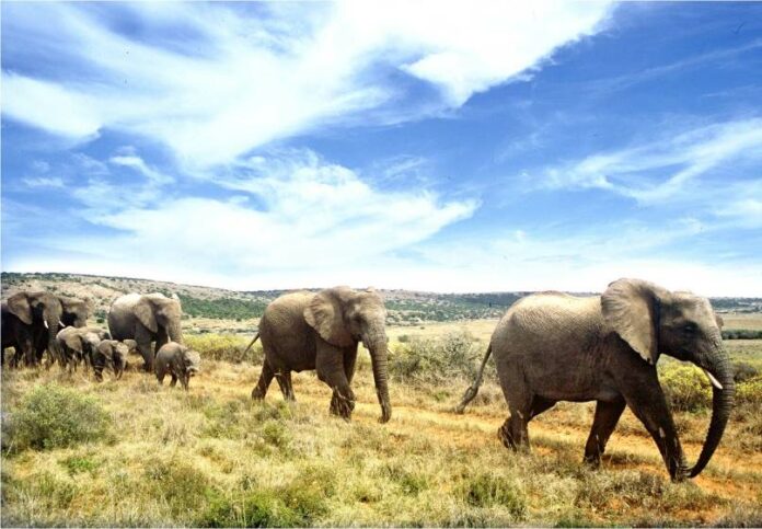 The elephants of Addo