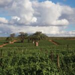 Limpopo Province – Agriculture