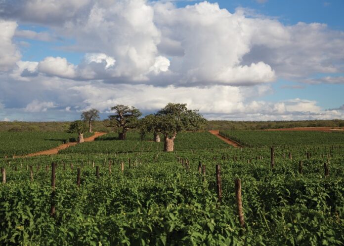 Limpopo Province - Agriculture