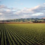 Agriculture – Landscape – Farming – Crop