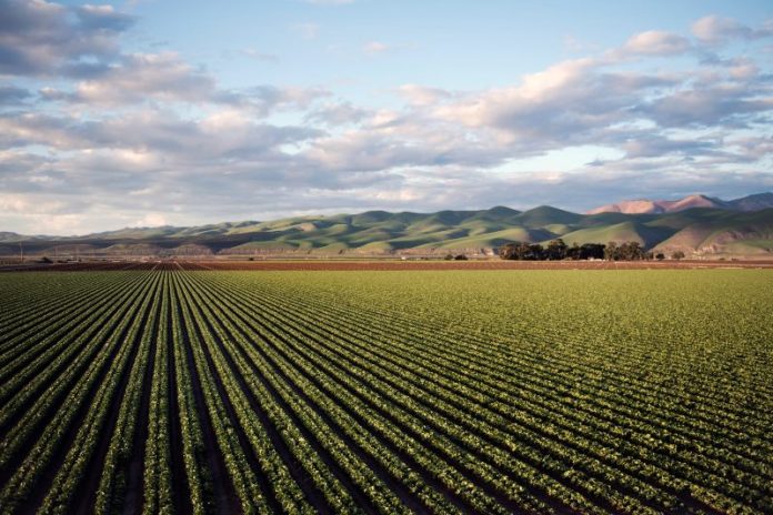 Agriculture - Landscape - Farming - Crop
