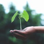 Growth – Nuturing – Green