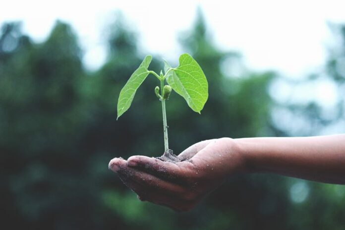 Growth - Nuturing - Green