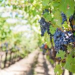 Vineyard – Grapes – Wine – Green – Purple