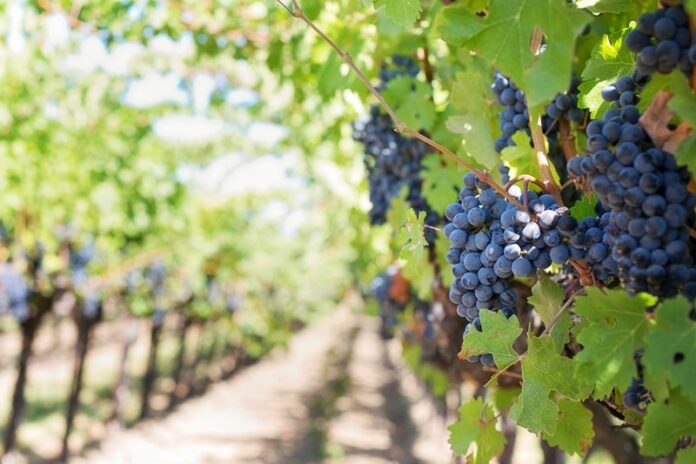 Vineyard - Grapes - Wine - Green - Purple