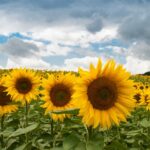 Sunflowers – Field – Agriculture – Biofuels – 800×531