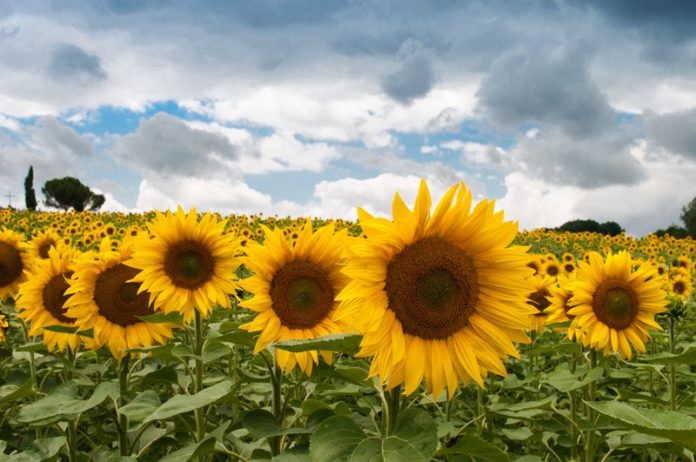 Sunflowers - Field - Agriculture - Biofuels - 800x531