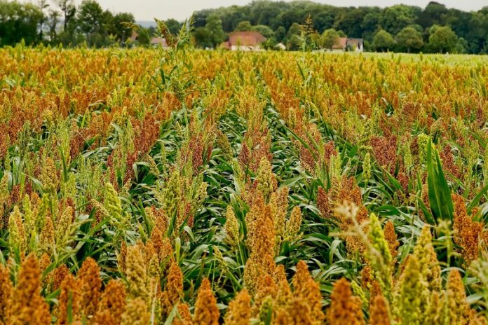 sorghum-field-biofuel-schoaze-pixabay