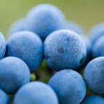 Vinpro – SA Wine Harverst