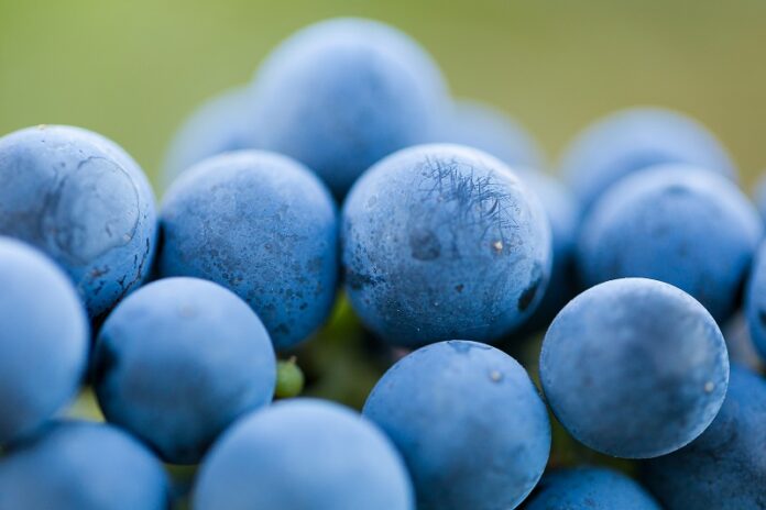 Vinpro - SA Wine Harverst