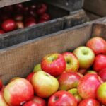 Fruit – Apples – Export