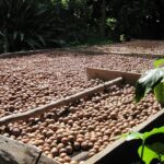 Macadamia Nut Farming