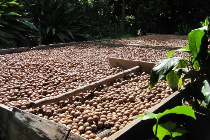Macadamia Nut Farming