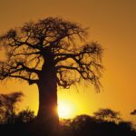 Sunset in the Bushveld of Limpopo Province