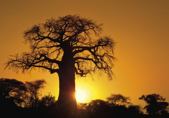 Sunset in the Bushveld of Limpopo Province