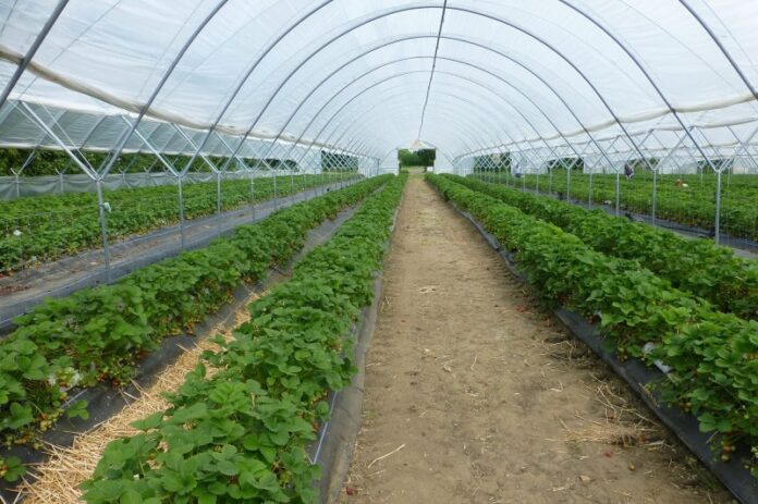 Agriculture - Greenhouse - Strawberries - Agri-business