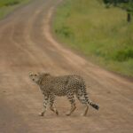 Africa-Tourism-Cheetah-by-camilla-coffey-unsplash