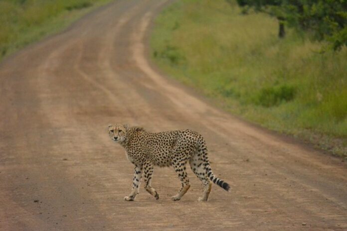 Africa-Tourism-Cheetah-by-camilla-coffey-unsplash