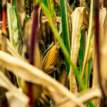 african-agri-investment-indaba-news-1