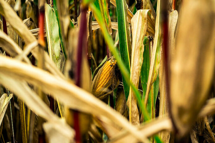 african-agri-investment-indaba-news-1