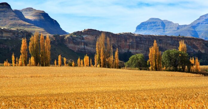 Free State Agriculture Sector