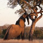 Elephants love the marula fruit