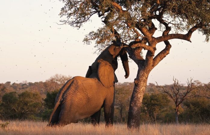 Elephants love the marula fruit