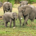 African Elephants – Photo by Michael Siebert