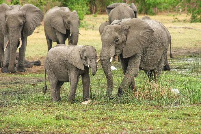 African Elephants - Photo by Michael Siebert
