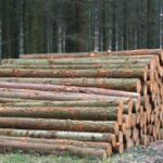 Forestry – Wood – Trees