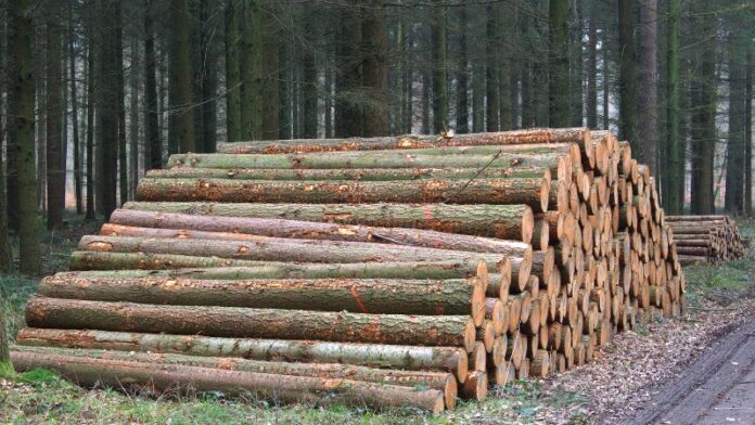 Forestry - Wood - Trees