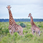Giraffe – Mondi
