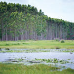 Mondi Forest Wetlands