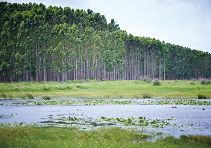 Mondi Forest Wetlands