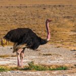 Ostrich – Karoo – Northern Cape – Agriculture