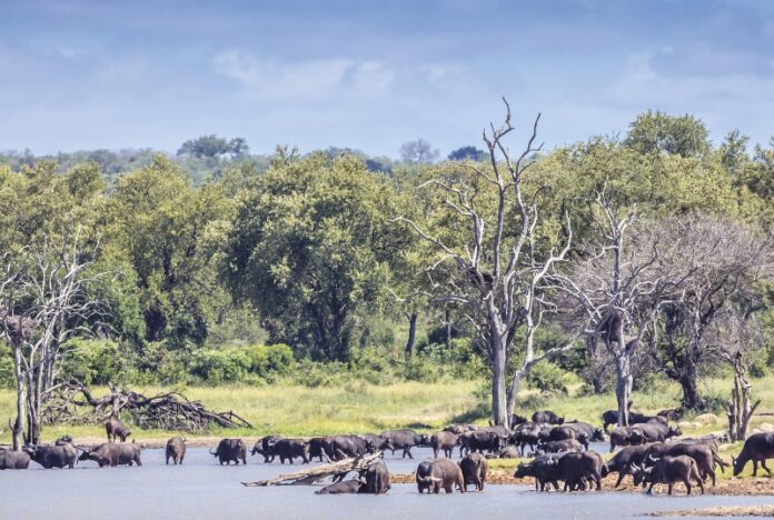 iStock-Tourism-sector-Limpopo-1-1